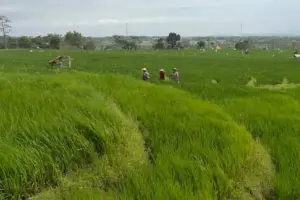 Kawasan persawahan di Seloliman, Mojokerto