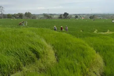 Seminar Benih Lokal di Mojokerto Perkuat Regulasi Pemerintah bagi Petani dan Penangkar Kawasan persawahan di Seloliman, Mojokerto