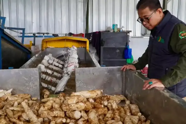 Bapanas Perkuat Hilirisasi Singkong di Bogor, UMKM Desa Tajur Kini Mampu Produksi Tapioka hingga 12 Ton per Hari Bapanas memperkuat hilirisasi singkong di Bogor lewat bantuan alat pengolahan. Produksi tapioka UMKM Desa Tajur meningkat hingga 12 ton per hari.